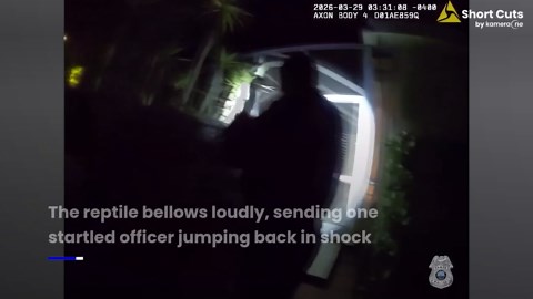 Alligator breaks into Florida family's swimming pool