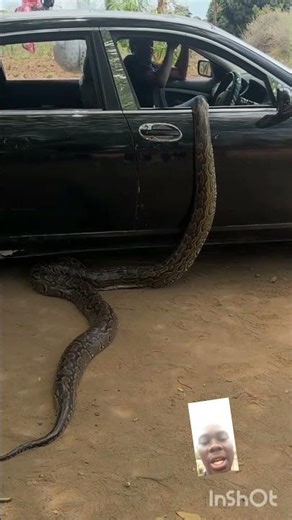 will you run or stay 🐍🐍🐍