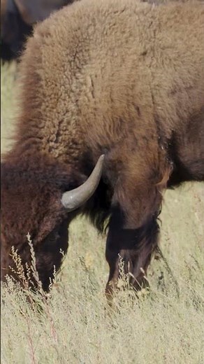Buffalo Sounds 🦬 #bison #buffalo #wildlife
