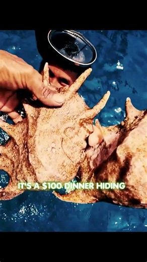 This Spiky Shell Is Actually Delicious… 🐚😳 #shorts #seacreatures #didyouknow