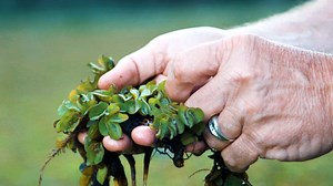 857K views · 2.9K reactions | It doubles in size every week, has tentacles that loom underneath, and it's taking over Texas' Caddo Lake. It's the beast known as salvinia, but even monsters have their kryptonite. Never fear — the weevil is here. | Great Big Story | Facebook