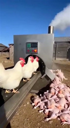 Live Chickens Enter the Machine — What Happens Next Is Shocking