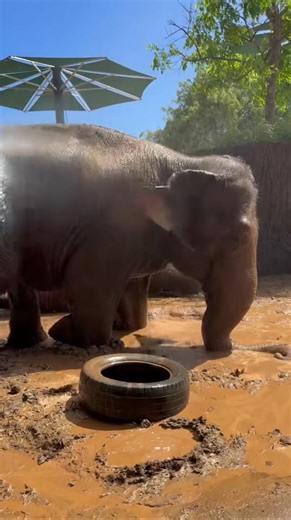 6.6K views · 1.1K reactions | Happy Save the Elephant Day! What...