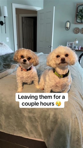 Hate leaving these boys…I’m as attached to them as they are to me 💙 #dogsoftiktok #lovethem #dogmomlife #shichonsoftiktok