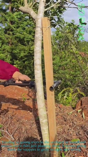 Genius Tree Straightening Tool Fixes Leaning Saplings with Ease