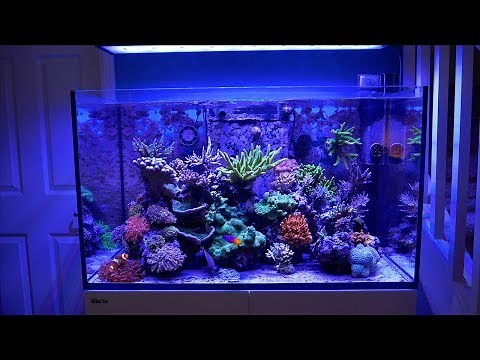 Luis Rosa's Red Sea Reefer