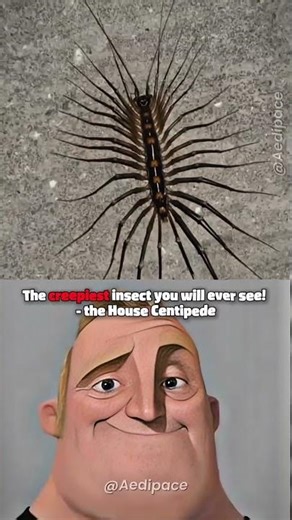 How Dangerous Centipede can actually be! #shorts #youtubeshorts #science #fyp #nature