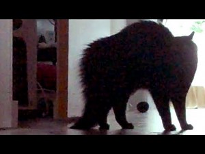 Ultimate Halloween Cat