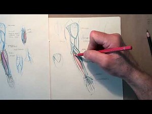 Anatomy Drawing: Extensor Muscles of the Hand (Figure Drawing Lesson)