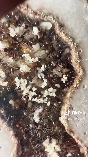 Ants Enjoy Hemp Seeds: A Fascinating Observation