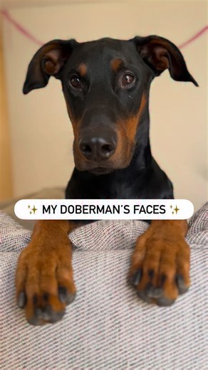 Cowboy ❤️ on Instagram: "A man with many faces 😂🤪🤓😋😀 #dogcomedy #funnydog"