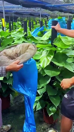 AGRITECH || Trick cerdas membungkus tanaman secepat kilat #shorts