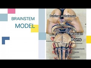 ANATOMY OF THE BRAINSTEM ( MODEL FOR OSPE )