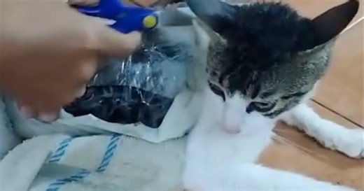 Video shows cat trying to smuggle drugs into Costa Rica prison