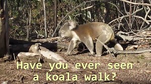 Koalas are made for climbing. In trees we adopt an upright stance, a bit like humans. Our legs provide the power and stability and our arms and hands manipulate our food. But we also have to walk on the ground every day, and we do that on all fours. Our action has been described as 'unusual' - it works well (I can vouch for that), but our legs are made for a different sort of movement. Can you see what I mean? Its not like the way a dog moves, is it? When we need to move fast we bound like a pos