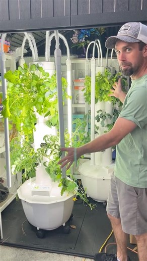 Hydroponic Tomatoes 🍅 #garden #hydroponics #diy