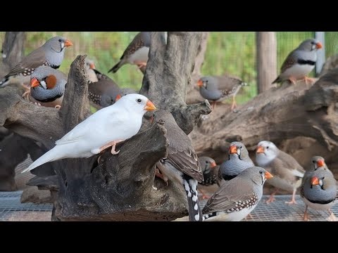 Zebra finch singing sound: zebra finches sing song on the big timber. That's a good moment of them.