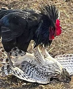 65K views · 685 reactions | 21 Scary Actions Of Animals Attacking Other Animals Unexpectedly Caught On Camera vs礪 | Eating Sounds | Facebook