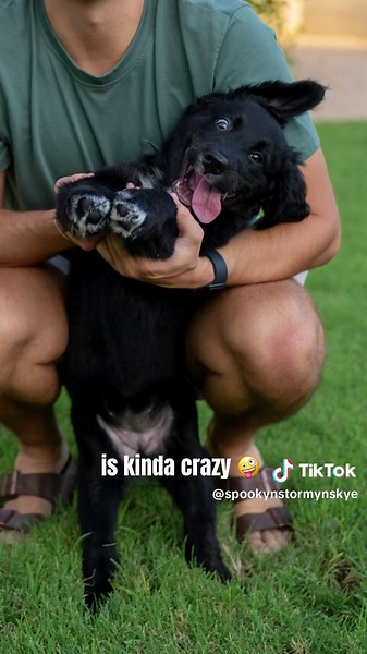 Golden Retriever and Bernese Mountain Dog Mix: Cutest Puppies