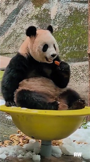Pure Happiness: Adorable Baby Pandas Playing & Snuggling in 4K 🐼✨#shorts