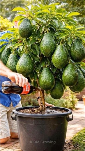 New ideas for propagating avocado trees to produce more fruit.#grow #Avocado#grafting #Plants