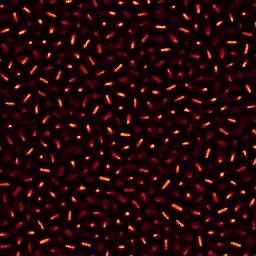 Is glass a solid or a super slow liquid? Physicists create equilibrium glassy phase from rod-shaped particles
