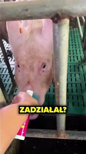 Dlaczego Psikają Nos Świni Farbą?!🤔🐷