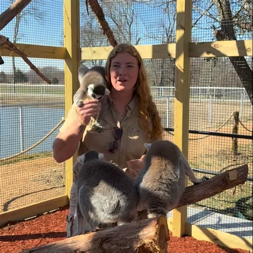 🌺 Spring Break Adventure at North Texas Safari Park! 🦒 👀 Lookibg for something Wild to do this Spring Break? 🦘Bring the family out to NTSP in Bonham, Tx & get up close with 🦒 , 🦘, & 🦥 & More!! 🗓️ When: March 13th-15th & 20th-22nd🌺 ⏰9am-3:30pm 📍Where will you be? Join us for a Wild Spring Break! Tag someone you want to take on a Safari adventure🐾 #safaripark #thingstodoindallas | North Texas Safari Park