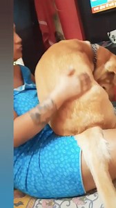 608K views · 9.7K reactions | #Odin loves to sit on the lap ❤ | Mayurikas PET Shop Mayurikas DOG Creche | Facebook
