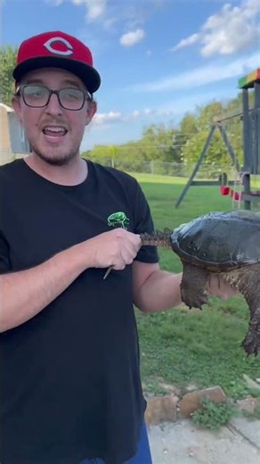 Purging Snapping Turtles so We Can Eat Them! #turtle #predators #trapping #cooking