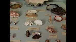 The Charleston Museum, America's first museum | Britannica