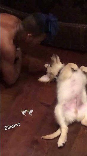 Xxxtentacion's Dog Sora Steals the Show