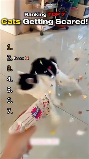 Cats Getting Scared! 😭😂