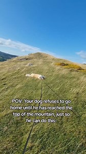 WHY did this make me cry? 😭😂 #dog #goldenretriever | Bailey the Golden