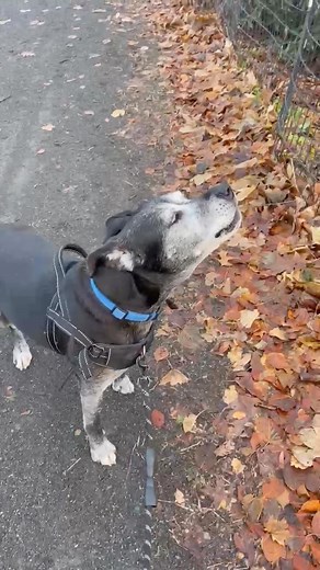 59K views · 1.8K reactions | The Dogs or The Howling? 樂 | Trey Anastasio | Facebook