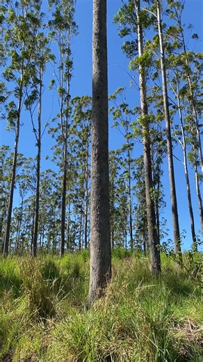 Sustainability isn’t a trend or a talking point. 🌿 It's how we meet today's timber needs without compromising tomorrow's forests. With SFM, sustainability means: • Planning every harvest to maintain long-term forest health and resilience • Maximising the usefulness of every tree while minimising impact on the ecosystem • Protecting soil, waterways and wildlife habitats as a core part of forest operations • Supporting natural regeneration to ensure forests remain productive and healthy With SFM,