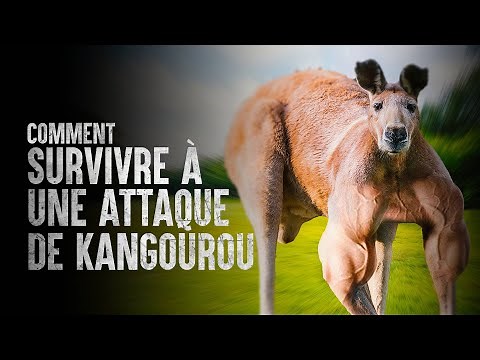 How to Survive a Kangaroo Attack