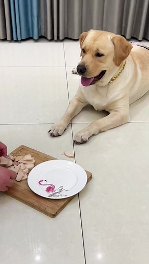 113K views · 2.9K reactions | The dog was so embarrassed at the time that he fainted with anger藍藍 #dog #reelsvideo #foryou #reel | KiKi SMD | Facebook