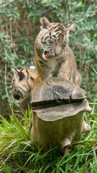 Sumatran Tiger Cub Bloopers > America's Funniest Home Videos #tbt #tigercubs #funnyanimals #savingspecies #sdzsafaripark | San Diego Zoo Safari Park