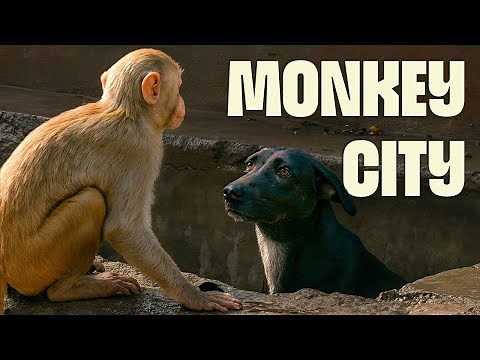 Meet India’s Wildest Monkey Gang | FULL DOCUMENTARY | Monkey Thieves | ‪@UltimateNatureDocs‬