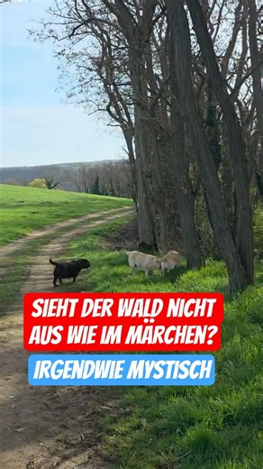🤩 Sieht der Wald nicht aus wie im Märchen? 💯Mit den Labrador Damen unterwegs. #labrador