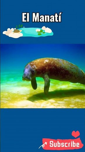 The Manatee #animals #nature #interestingfacts