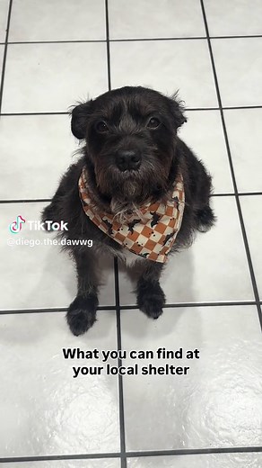 Adopt a Shelter Pet: Why October Is Perfect for Bringing Home a Rescue