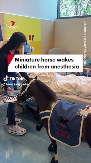 Mini Therapy Horse Brings Joy Through Music