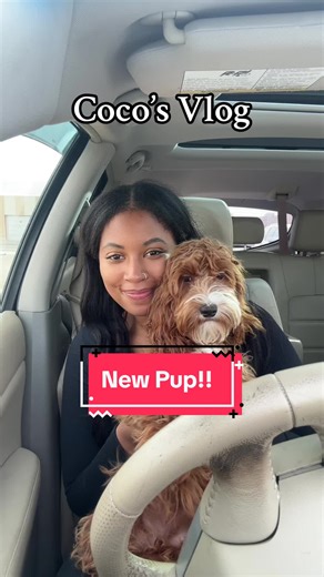 Welcome home coco 🤎🥥 Shes a 6 month old golden doodle x cockapoo mix!! Shes already so loved!! #dogsoftiktok #newdog #cockapoo #goldendoodle #dogmom #foryou #fyp