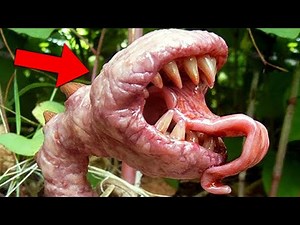 11 Plante INFRICOSATOARE Care Mananca Animale