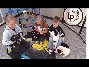 Meet Alexa's F1b Tiny Bernedoodles! (They love to play!)