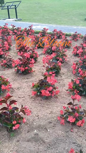 Asyeek asyeek #bloomgarden | Julie