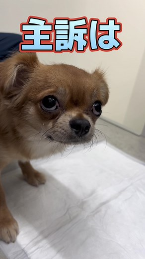 チワワの診察: 動物病院での獣医体験