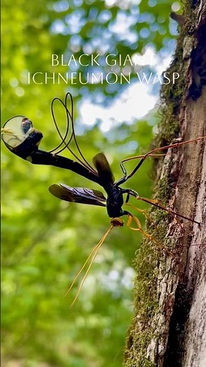 Black Ichneumon Parasitic Wasp #insects #bugs #entomology